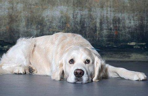 വളർത്തു നായയെ സ്ത്രീ തട്ടിക്കൊണ്ടു പോയി; പൊലീസ് സഹായം അഭ്യർഥിച്ച് ഉടമ