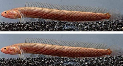 ഇതാ, കിണറ്റില്‍ നിന്ന് ഒരു മഹാബലി; അപൂര്‍വ വരാലിനെ കണ്ടെത്തി