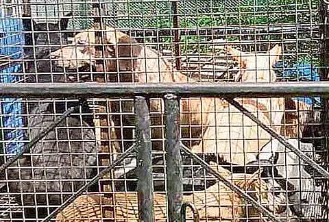 ജപ്തി തടയാൻ ഉടമ കാവൽ നിർത്തിയത് 14 നായ്ക്കളെ; പിടികൂടിയപ്പോൾ അഞ്ച് ദിവസം സംരക്ഷിക്കാൻ ചെലവ് 30,000 രൂപ; പുലിവാൽ പിടിച്ച് ബാങ്ക്! 