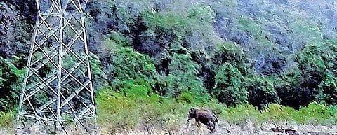 കലിതുള്ളി ഒറ്റയാൻ മുന്നിൽ ; ​ഗണേശനെ രക്ഷിച്ചത് 11 കെ വി ഇലക്ട്രിക് പോസ്റ്റ്