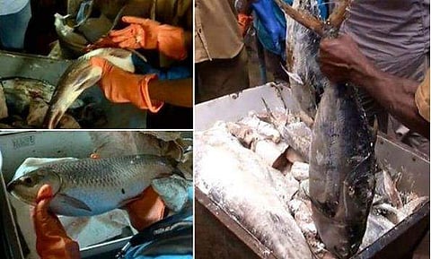 തിരുവനന്തപുരത്തും കൊല്ലത്തും പുഴുവരിച്ച നിലയിൽ പഴകിയ മത്സ്യങ്ങൾ പിടിച്ചെടുത്തു; സംഘർഷം 