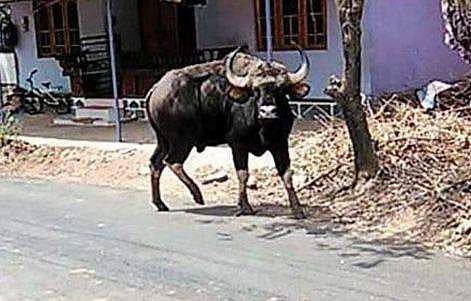 യുവതിക്ക് നേരെ പാഞ്ഞടുത്ത് കാട്ടുപോത്ത്; സാഹസികമായി രക്ഷിച്ച് ലോറി ഡ്രൈവര്‍