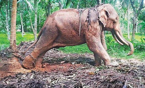 മഴയും വെയിലും കൊണ്ട് അനങ്ങാനാവാതെ മൂന്ന് മാസമായി ഒറ്റ നിൽപ്പ്; മദപ്പാടിനുള്ള ശിക്ഷ; ക്രൂരത