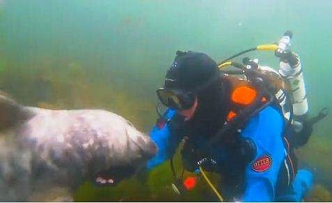 മുങ്ങൽ വിദ​ഗ്ധന് കൈ കൊടുത്ത് നീർനായ; ഹൃദ്യം (വീഡിയോ)