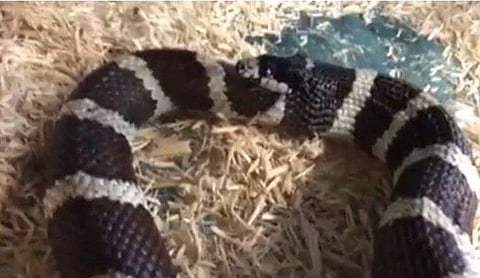 ഓരോ ഗതികേട്!; ആഹാരമെന്ന് കരുതി സ്വന്തം വാലു വിഴുങ്ങുന്ന പാമ്പ്; വീഡിയോ വൈറല്‍