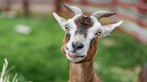 യുവതിക്ക് വേണ്ടി ഭര്‍ത്താവും കാമുകനും തര്‍ക്കം: ഒടുവില്‍ 71 ആടുകളെ നഷ്ടപരിഹാരമായി നല്‍കി കാമുകന്‍ യുവതിയെ സ്വന്തമാക്കി