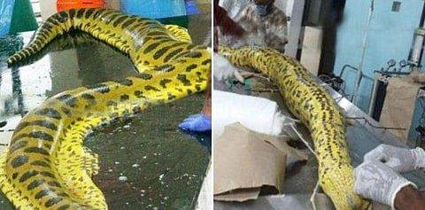 രേണുകയെ ഞെക്കിക്കൊന്ന ഏയ്ഞ്ചലയും ചത്തു, തിരുവനന്തപുരം മൃഗശാലയില്‍ 15 ദിവസത്തിനിടെ ചത്തത് രണ്ട് അനാക്കോണ്ടകള്‍