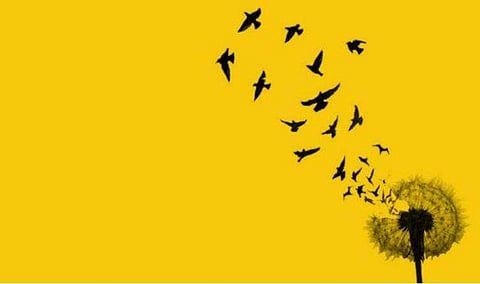 മുരിങ്ങപ്പൂവിന്റെ ജലയാത്രകള്‍: ധന്യാദാസ് എഴുതിയ കവിത