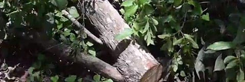 ആകാശവാണി വളപ്പില്‍ നിന്ന് ചന്ദനം മുറിച്ചു കടത്തി; പരാതി വൈകി, അന്വേഷണം