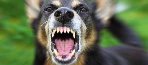 കടവരാന്തയില്‍ ഉറങ്ങിയ വയോധികയെ തെരുവുനായ കടിച്ച് കീറി: ആശുപത്രിയിലെത്തിച്ചത് സ്‌കൂള്‍ വിദ്യാര്‍ത്ഥികള്‍