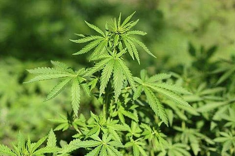 പ്രതീകാത്മക ചിത്രം