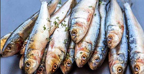 മത്തിയെ 'കാണാനില്ല'; സൂക്ഷ്മ രഹസ്യങ്ങള്‍ തേടി ഗവേഷകര്‍