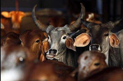 സ്വകാര്യസ്ഥലത്ത് കശാപ്പ് നിരോധിച്ചു; ബലി പെരുന്നാള്‍ ചടങ്ങുകളെ ബാധിക്കും