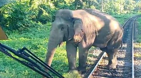 ലോക്കോ പൈലറ്റുമാര്‍ ട്രെയിന്‍ നിര്‍ത്തിയത് ആനയ്ക്ക് പോകാന്‍: എന്നാല്‍ പിന്നീട് സംഭവിച്ചത്, വീഡിയോ