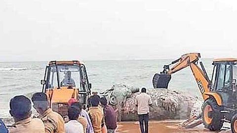 രണ്ട് ആനയെക്കാളും വലിപ്പം ; തീരത്തടിഞ്ഞ തിമിം​ഗലത്തോട് സുല്ലിട്ട് ജെസിബി