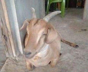 സൽമാൻഖാനെ കാണാനില്ല! കണ്ടെത്തിയാൽ പ്രതിഫലം 10000 രൂപ!