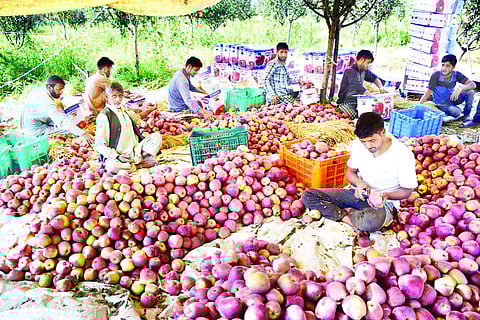 കശ്മീരില്‍ ആപ്പിള്‍ കര്‍ഷകരെ കൈയിലെടുക്കാന്‍ കേന്ദ്ര സര്‍ക്കാര്‍; ഉത്പന്നങ്ങള്‍ നേരിട്ട് വിപണിയിലെത്തിക്കും; പണം ബാങ്ക് അക്കൗണ്ടില്‍