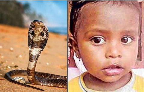 അമ്മയോടൊപ്പം ഉറങ്ങിക്കിടക്കിടന്ന രണ്ടര വയസ്സുകാരന്‍ മൂര്‍ഖന്റെ കടിയേറ്റ് മരിച്ചു