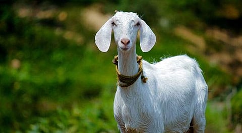 അച്ഛനും മകനും ചേര്‍ന്ന് ആടിനെ മോഷ്ടിച്ചു; 41 വര്‍ഷത്തിന് ശേഷം മകന്‍ അറസ്റ്റില്‍, അച്ഛന്‍ മരിച്ചു