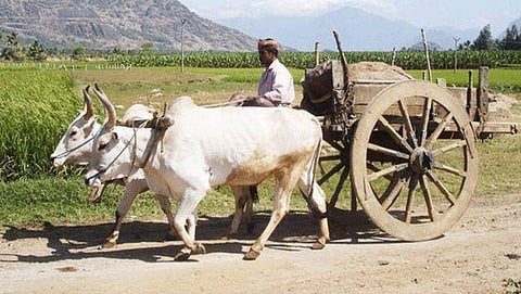 കാളവണ്ടിക്കും പിഴ ചുമത്തി പൊലീസ് !; മോട്ടോര്‍ വാഹന നിയമം ലംഘിച്ചതിന് 1000 രൂപ 'ഫൈന്‍'