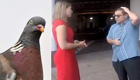 പ്രാവുകള്‍ യാത്രക്കാര്‍ക്ക് ശല്യമാകുന്നു; ലൈവിനിടെ ജനപ്രതിനിധിക്ക് കിട്ടിയത് എട്ടിന്റെ പണി! (വീഡിയോ)