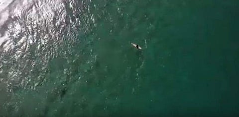 സര്‍ഫിങ്ങിനിടെ പാഞ്ഞടുത്ത് കൂറ്റന്‍ സ്രാവ്; കടലില്‍ യുവാവിന്റെ അത്ഭുത രക്ഷപ്പെടല്‍ (വീഡിയോ)