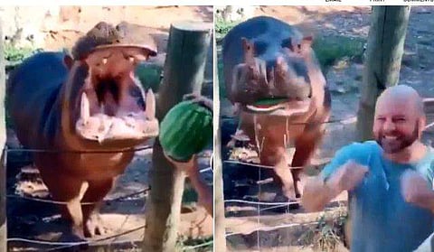 ജനിക്കുന്ന കുട്ടി ആണാണോ പെണ്ണാണോ എന്ന് അറിയണം, ഹിപ്പോ പോട്ടമസിന് തണ്ണിമത്തന്‍ എറിഞ്ഞുകൊടുത്ത് ദമ്പതികള്‍; വീഡിയോ, വിമര്‍ശനം 