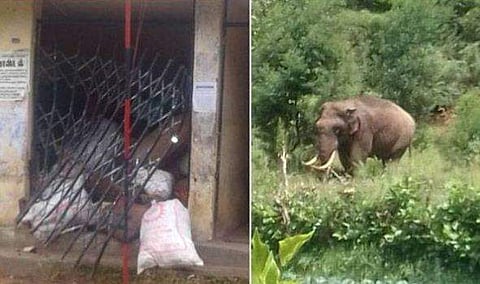 ബസ് കാത്തിരിപ്പുകേന്ദ്രത്തില്‍ സൂക്ഷിച്ച ക്യാരറ്റ് കട്ടുതിന്ന് 'ഒറ്റയാന്‍' 