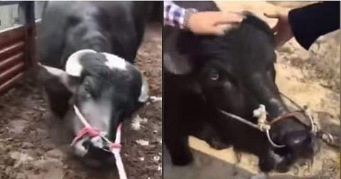 കൊല്ലരുത് !, ജീവിക്കാന്‍ അനുവദിക്കണം, കശാപ്പുകാരന് മുന്നില്‍ മുട്ടുകുത്തി നിന്ന് പ്രാണനുവേണ്ടി യാചിച്ച് പശു, നൊമ്പരക്കാഴ്ച ( വീഡിയോ)