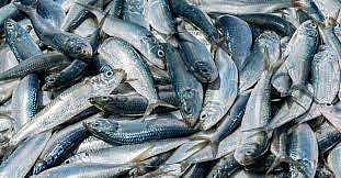 ചാളയിലും അയലയിലും നത്തോലിയിലും പ്ലാസ്റ്റിക്കിന്റെ അംശം ! ; ഗൗരവമേറിയ കണ്ടെത്തൽ