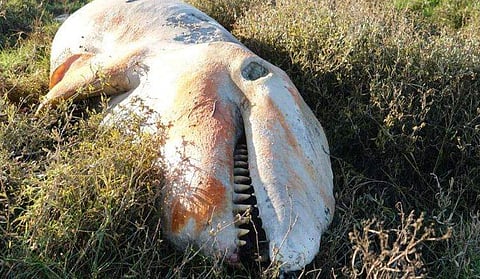 ചത്ത് തീരത്തടിഞ്ഞ് കൊലയാളി തിമിംഗലം; 20 വര്‍ഷത്തിനിടെ ഇതാദ്യം, അമ്പരപ്പ്, അന്വേഷണം 