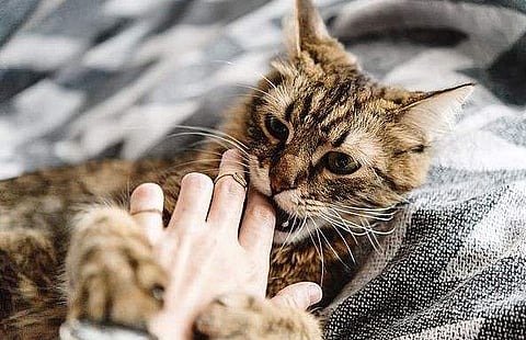 മനുഷ്യ ശരീരം തിന്നാനായി ആർത്തിയോടെ പൂച്ചകൾ; ദൃശ്യങ്ങൾ പുറത്ത്