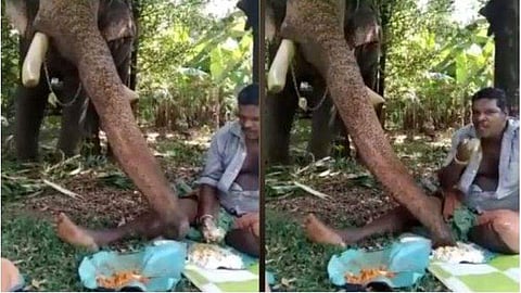 ഓലയൊക്കെ ആര്‍ക്ക് വേണം ; പാപ്പാന്റെ പൊതിച്ചോറില്‍ കയ്യിട്ട് കൊമ്പന്‍ ; വീഡിയോ വൈറല്‍