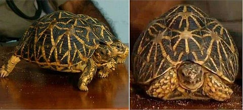 നക്ഷത്ര ആമകളെ വിൽക്കാൻ ശ്രമം; കൊച്ചിയിൽ അഞ്ചം​ഗ സംഘം അറസ്റ്റിൽ