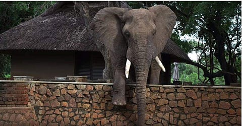 നിസാരം!; മാമ്പഴം തേടി അഞ്ചടിയോളം ഉയരമുള്ള മതിലു ചാടിക്കടന്ന് കാട്ടാന; വീഡിയോ വൈറല്‍