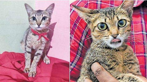 സന്ദർശകരുടെ തിരക്ക്; മെട്രോ മിക്കിക്ക് മാനസിക സമ്മ​ർദ്ദമെന്ന് ഡോക്ടർ; വീട് മാറ്റി