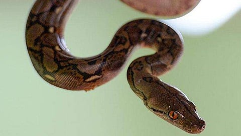 സദ്യക്കുള്ള ഭക്ഷണം സൂക്ഷിച്ച പാത്രത്തില്‍ ചത്ത പാമ്പ്; 50ഓളം പേർ ആശുപത്രിയിൽ