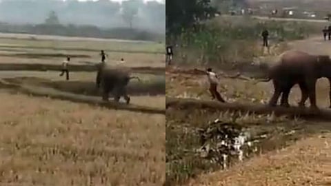 'അനുഭവിച്ചാലേ പഠിക്കൂ'; ഉപദ്രവിച്ച ആളെ 'കണ്ടം വഴി ഓടിച്ച്' കാട്ടാന ( വീഡിയോ)  