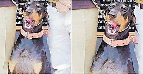 മൂക്ക് തറയോട് ചേര്‍ത്ത് ആഴത്തില്‍ മണം പിടിച്ചു, മുന്‍കാലുകള്‍ ഉപയോഗിച്ച് കുഴിച്ചു; ഒന്നര അടിയില്‍ പൊന്തിവന്നത് രണ്ടുലക്ഷം രൂപയുടെ ചരസ്; ഇത് പൊലീസിന്റെ സ്വന്തം 'റാണ'