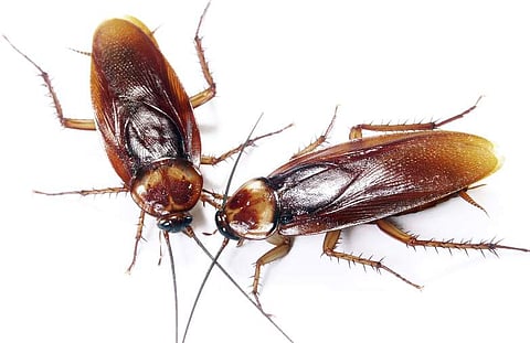 പാറ്റശല്യം സഹിക്കാന്‍ വയ്യാതെ പരാതിപ്പെട്ടു, അവഗണിച്ച് വിമാനക്കമ്പനി; 50,000 രൂപയും പലിശസഹിതം ടിക്കറ്റ് തുകയും നഷ്ടപരിഹാരമായി നല്‍കാന്‍ ഉത്തരവ്