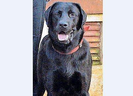 ​ഗവർണറുടെ സുരക്ഷയ്ക്കെത്തിച്ച പൊലീസ് നായ ചത്തു