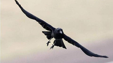 കോഴിയിറച്ചിക്കൊപ്പം ഇടകലര്‍ത്തി കാക്കയിറച്ചി; രാമേശ്വരത്ത് രണ്ട് പേര്‍ അറസ്റ്റില്‍ 