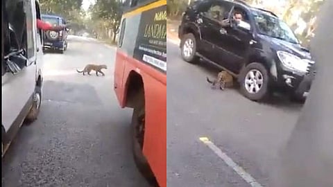 കൂട്ടംകൂടി ആളുകള്‍, നിര്‍ത്തിയിട്ട വാഹനങ്ങള്‍; 'കൂളായി' റോഡ് മുറിച്ചു കടന്ന് പുളളിപ്പുലി ( വീഡിയോ)