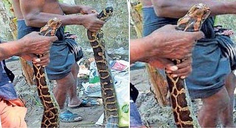 കൃഷിക്കായി പറമ്പിലെ മണ്ണ് ഇളക്കിമറിച്ചു, കൂട്ടത്തോടെ പുറത്തേക്ക് വന്നത് കൂറ്റന്‍ പെരുമ്പാമ്പുകള്‍, പരിഭ്രാന്തിയില്‍ നാട്ടുകാര്‍