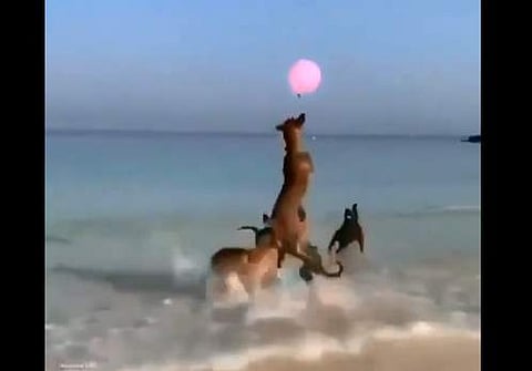 കടല്‍ത്തീരത്ത് വെളളത്തില്‍ വീഴാതെ 'ബലൂണ്‍ കളി', ആവേശത്തോടെ ഉയര്‍ന്ന് ചാടി നായ്ക്കൂട്ടം ( വീഡിയോ)