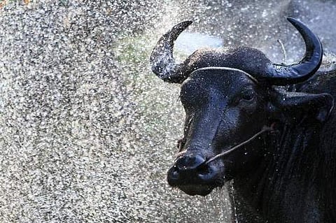 പ്രതീകാത്മക ചിത്രം