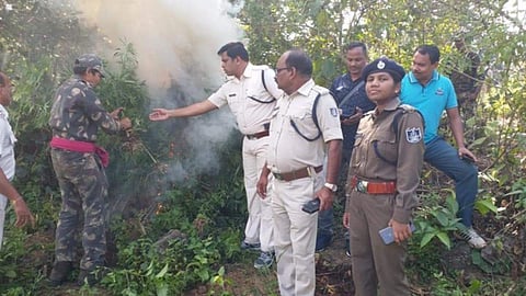 കഞ്ചാവ് വേട്ടയ്ക്ക് ഐഎസ്ആര്‍ഒയും; പിടിച്ചെടുത്തത് ആയിരം ക്വിന്റല്‍, മാഫിയകളെ തുരത്തി ഒഡീഷ പൊലീസ്