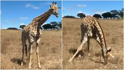 പുല്ല് തിന്നുന്ന ജിറാഫ്; കണ്ടവര്‍ പറയുന്നു, ഈ വിഡിയോ എങ്ങനെ വൈറലാകാതിരിക്കും!