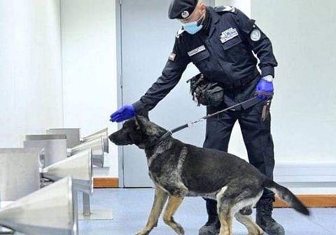 കോവിഡ് രോഗികളെ കണ്ടെത്താൻ ഇനി പൊലീസ് നായ്ക്കളും; വിമാനത്താവളത്തിൽ ഒരുക്കങ്ങളുമായി ഷാർജ 