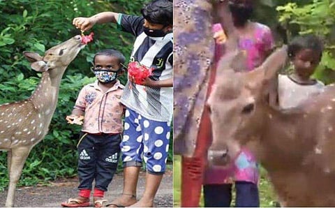 ‍പുട്ടും ഇഡ്ഡലിയും കഴിക്കുന്ന മാൻകുഞ്ഞ്, ചേനക്കോട്ടുകാരുടെ സ്വന്തം കുട്ടൻ 